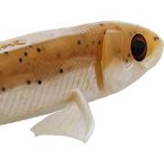 Westin TwinTeez Pelagic V-Tail R&acute;N`R&acute; 21cm Light Baitfish
