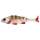 Westin Original Perch Shadtail 7cm T Clear Perch