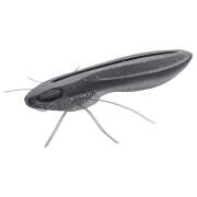 Nays BG Creature Bait - Finesse Gummiköder für Barsch & Forelle