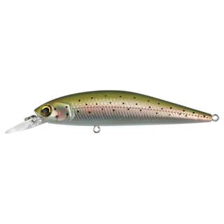 Rainbow Trout